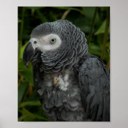 Poster Perroquet gris africain - Photographie d'oiseaux