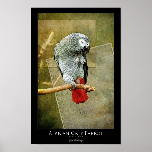 Poster Perroquet gris d'Afrique (Devant)