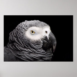Poster Perroquet gris d'Afrique