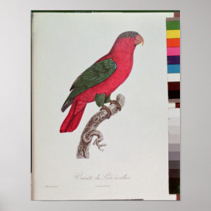 Poster Perroquet : Lory ou colleté