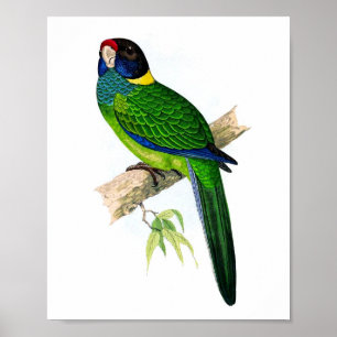 Poster Perroquet n° 8 Ornithologie tropicale antique Impr