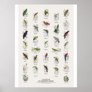 Poster Perroquets - Bibliothèque des naturalistes