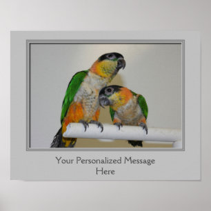 Poster Perroquets caïques à tête noire personnalisés