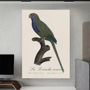 Poster Perruche Moine, Myiopsitta Monachus