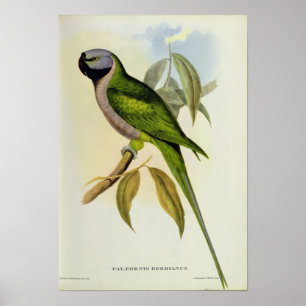 Poster Perruche : Palaeornis Derbianus, c.1850