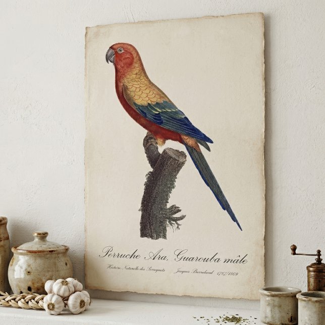 Poster Perruche soleil mâle, Aratinga solstitialis (Sun Parakeet Male, Aratinga Solstitialis. Poster)