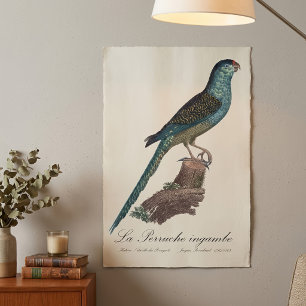 Poster Perruche terrestre ou Perruche des marais, Pezopor