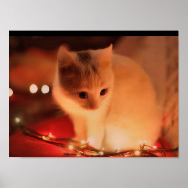 Poster Persian Kitten - Fourrure molle et grands y (Devant)