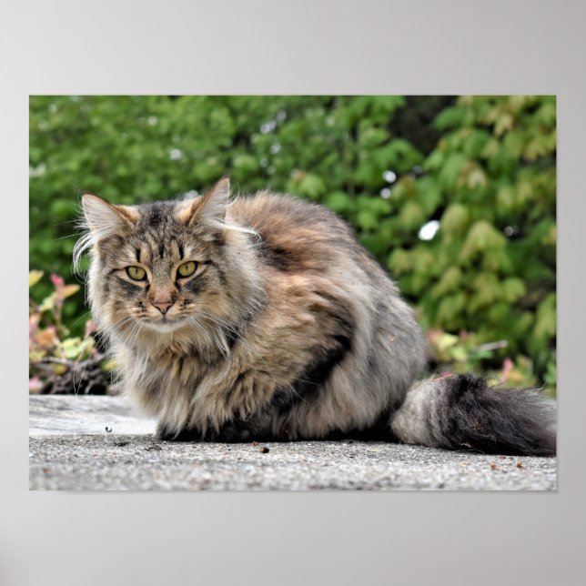 Poster personnalisable Maine Coon Kitty Cat (Devant)