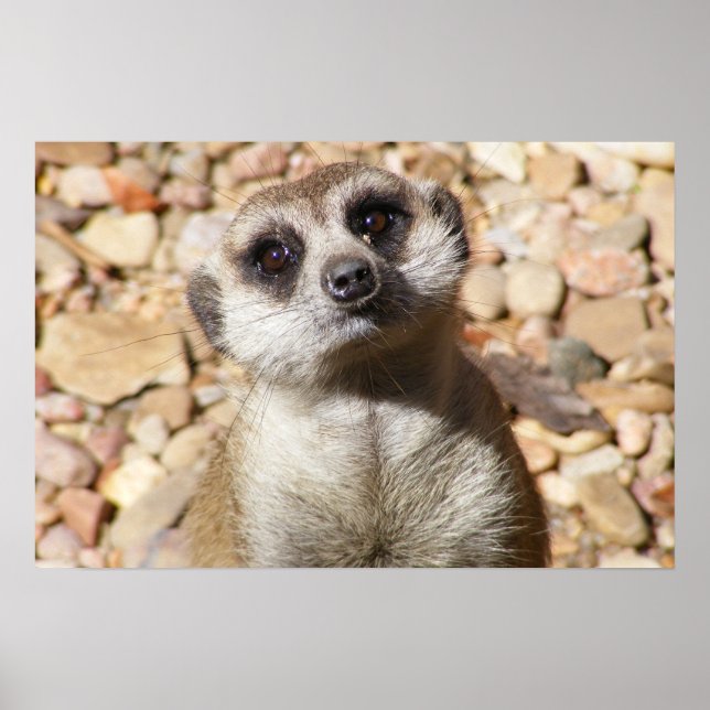 Poster personnalisé Meerkat (Devant)