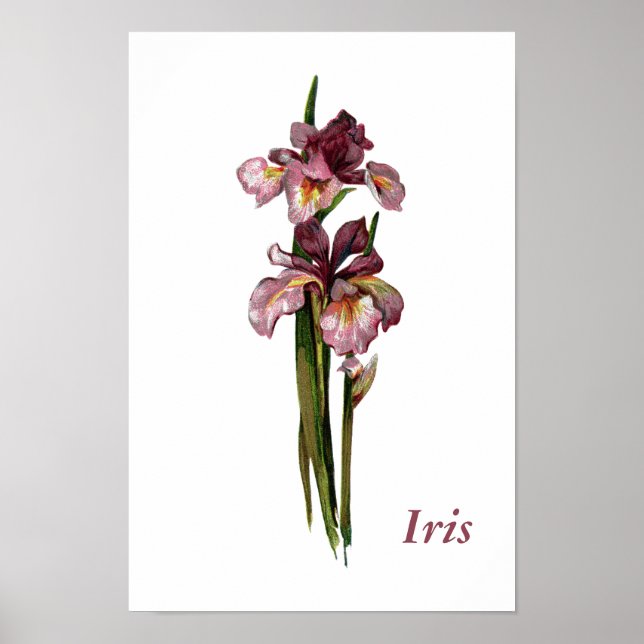 Poster personnalisé Purple Irises (Devant)