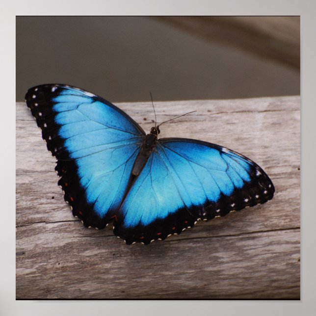 Poster Personnaliser (Devant)