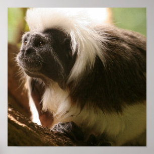 Poster Personnaliser