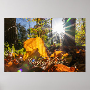 Poster Personnelle Carpe Diem brillante forêt feuille col