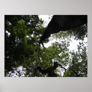 Poster Perspective - Photo Woodland