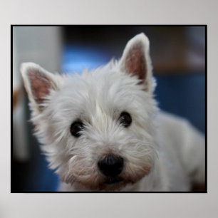 Poster Pestie ultra mite Westie White Terrier