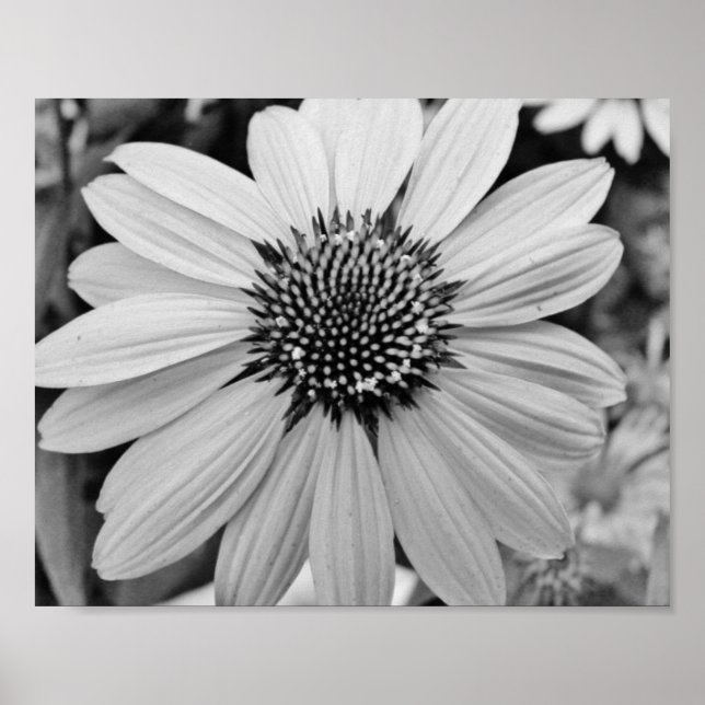 Poster Petal Flower 10x8 (Devant)