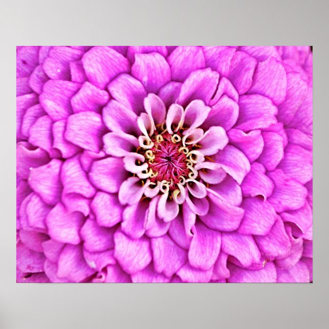 Poster Pétale rose violet éclatement de pétales Art photo (Devant)