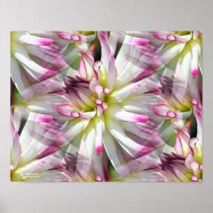 Poster Pétales à fleurs blanches de Dahlia Abstrait