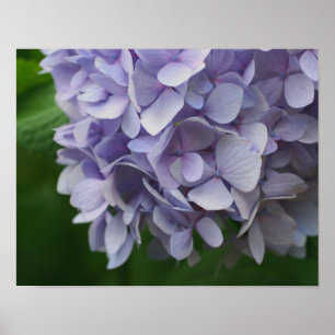 Poster Pétales à fleurs bleu Hydrangea gros