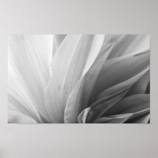 Poster Pétales Dahlia noir et blanc