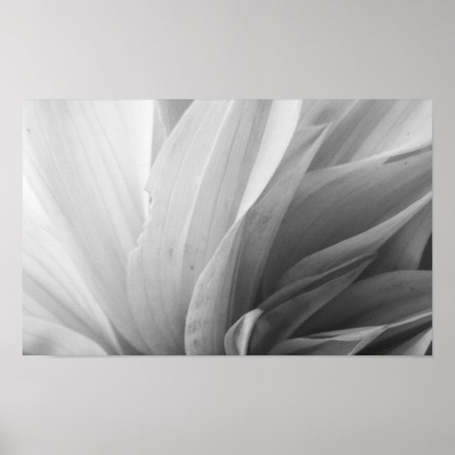 Poster Pétales Dahlia noir et blanc (Devant)