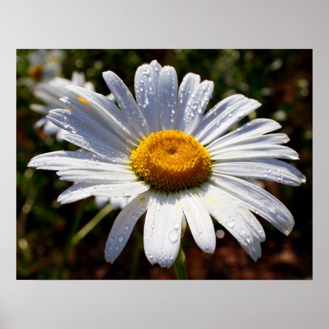 Poster Pétales De Blanc (Devant)