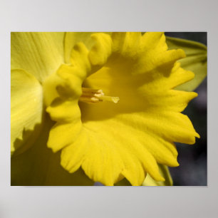 Poster Pétales De Fleur Jaune Daffodique Et Centre