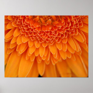 Poster Pétales de fleurs