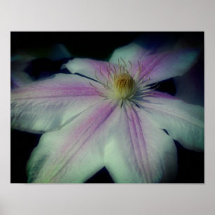 Poster Pétales De Fleurs Clematis Près