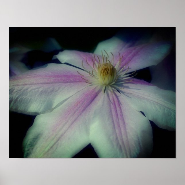 Poster Pétales De Fleurs Clematis Près (Devant)