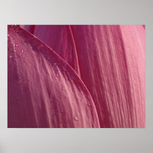Poster Pétales de fleurs de Lotus Pink Floral