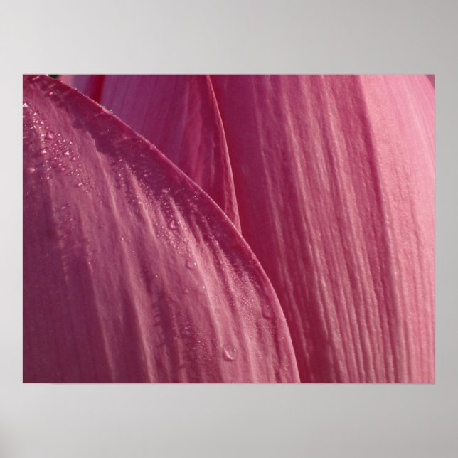 Poster Pétales de fleurs de Lotus Pink Floral (Devant)