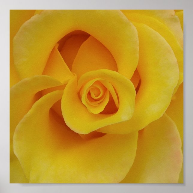 Poster Pétales de rose jaune romantiques (Devant)
