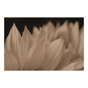 Poster Pétales de tournesol en Sepia Tone