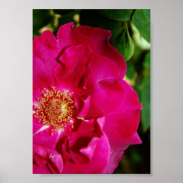 Poster Pétales d'impression d'été