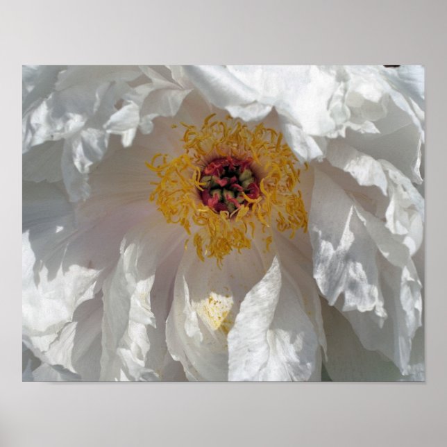Poster Pétales Et Centre De Fleur De Peine Blanche (Devant)