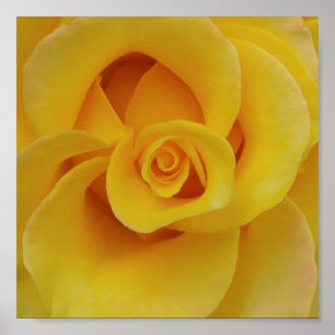 Poster Pétales romantiques de rose jaune