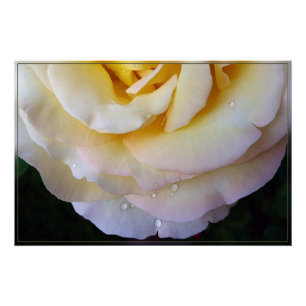 Poster Pétales rose jaune