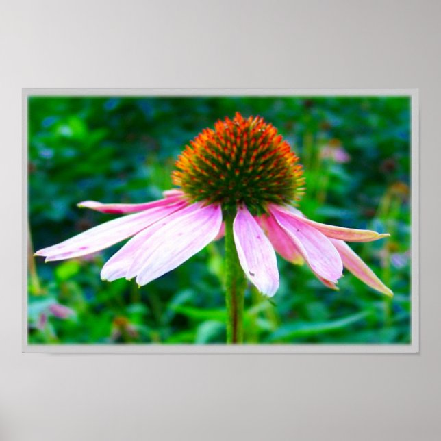 Poster Pétales roses (Devant)