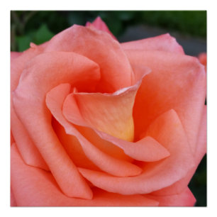 Poster pétales roses