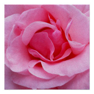 Poster Pétales roses