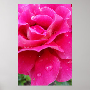Poster pétales roses