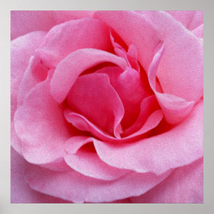 Poster Pétales roses