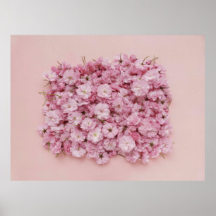 POSTER PETAUX DE FLEURS ROSES ET BLANCHES