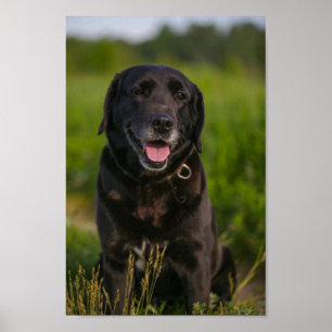 Poster Petit animal de compagnie de Chien Noir du Labrado