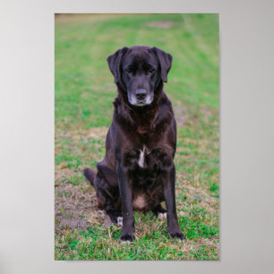 Poster Petit animal de compagnie de Chien Noir du Labrado