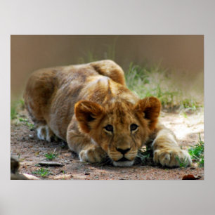Poster Petit animal de lion de bébé