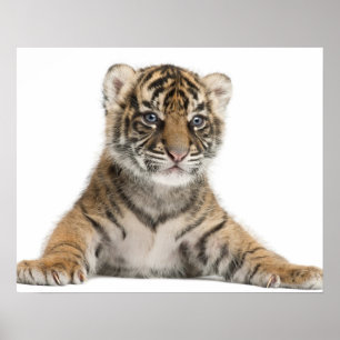 Poster Petit animal de tigre de Sumatran