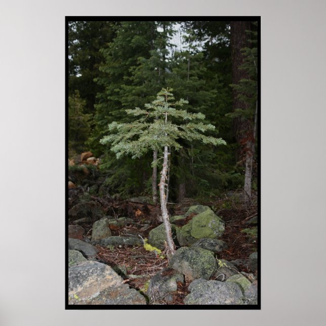 Poster Petit arbre (Devant)